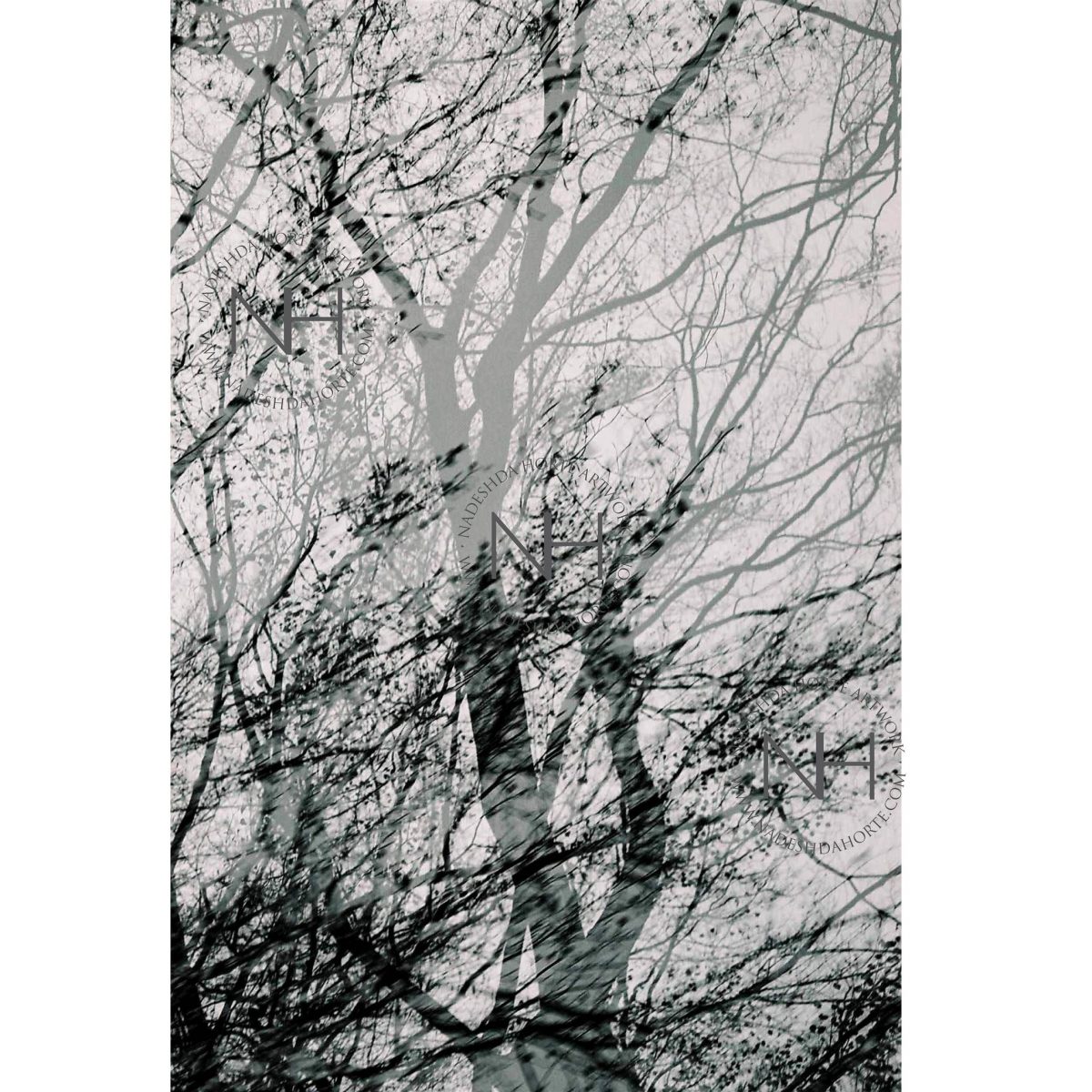 Stille, Waldspaziergang, Schwarz Weiß Fotografie, Nadeshda Horte
